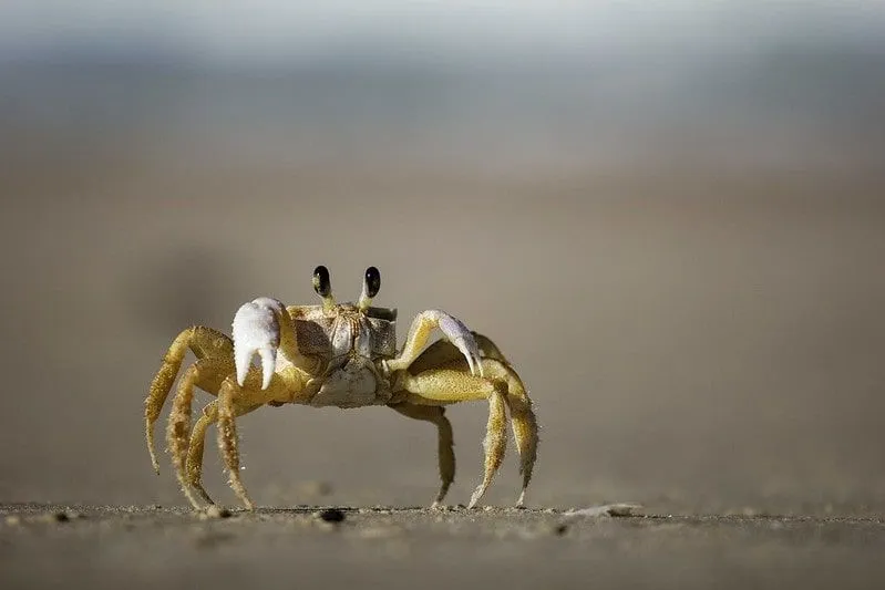 A smaller yellow crab walking along the sand. 
