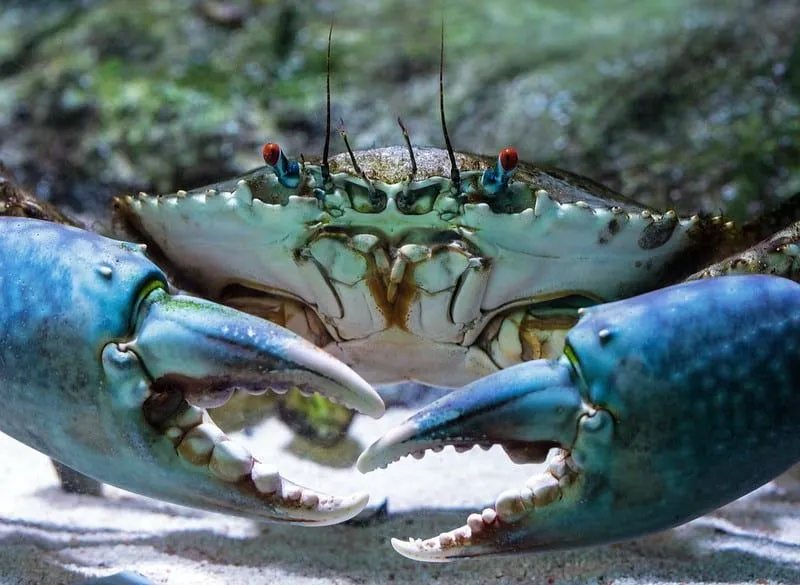 A big blue crab with red eyes standing in the sand on the seabed.