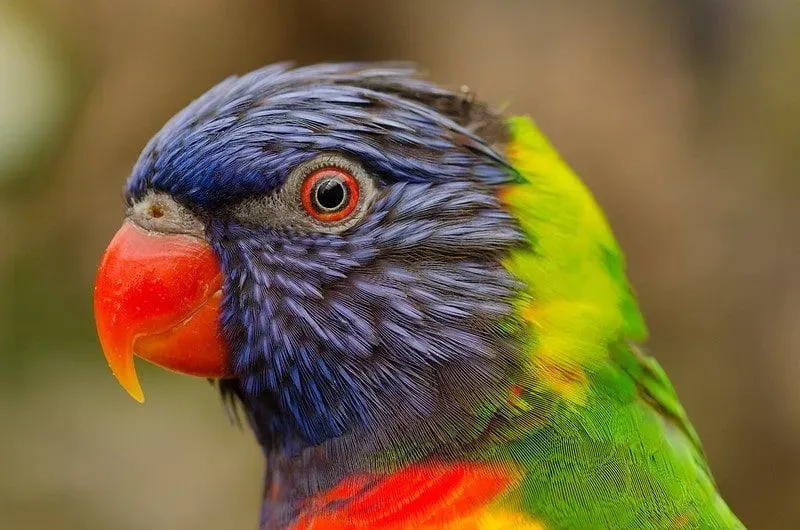 Close up of a colourful parrot with a red beak and eye, purple feathers on its face and green on its back.