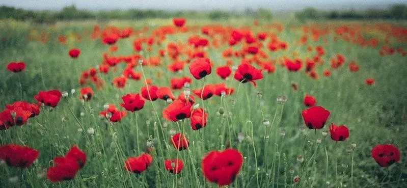 A poppy field on a gloomy day, commemoration of WW1.
