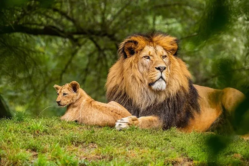 Adult lion and its cub lying in the grass and basking in the sun.