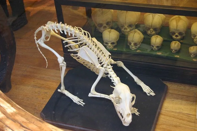 Animal Skeletons (KS2): Fun Facts And Activities | Kidadl