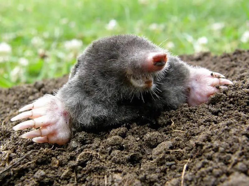 Mole popping out a hole in the ground laughing.