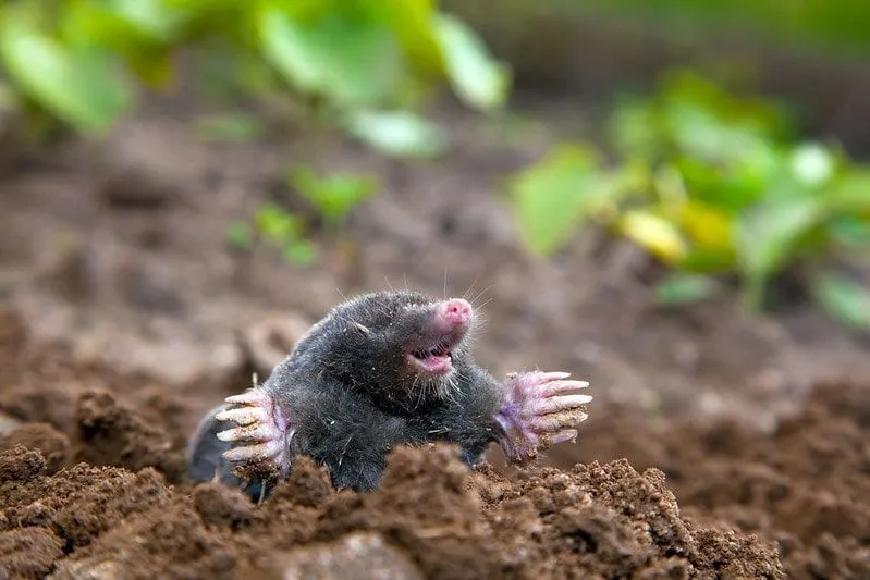 A mole in the soil in the ground laughing.