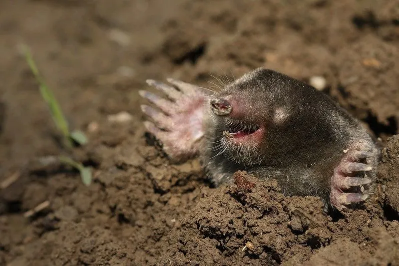 A mole coming out of a hole in the ground laughing.