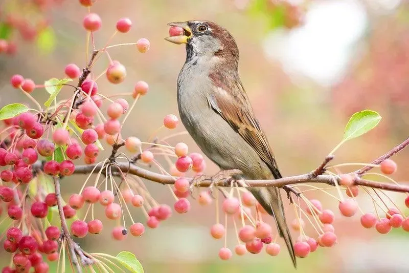 A bird, perched on a branch, eats a red berry from the tree.