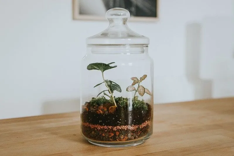 Plant in a glass jar with layers of soil and rocks.
