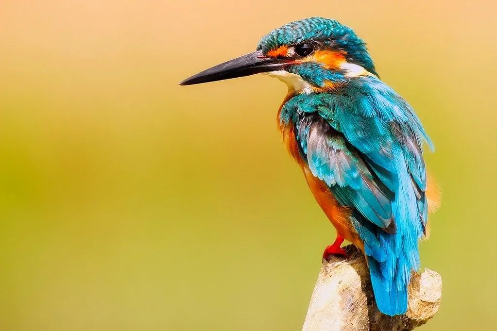 A kingfisher, a blue and orange bird, perched on a branch.