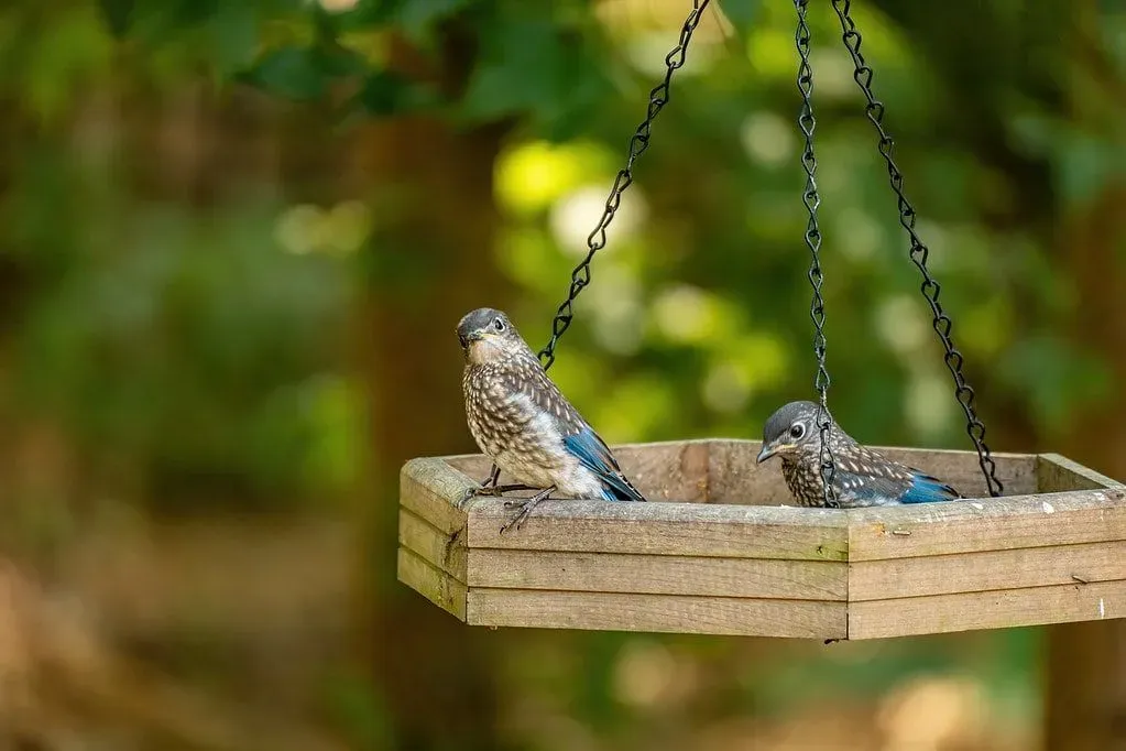 Two brown and blue birds in a hanging perch outside.