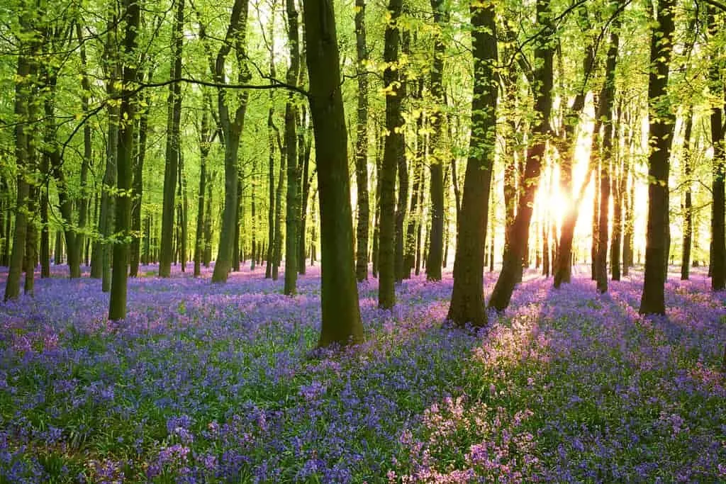 Trees in a forest, the sunlight shining through, purple flowers on the ground.