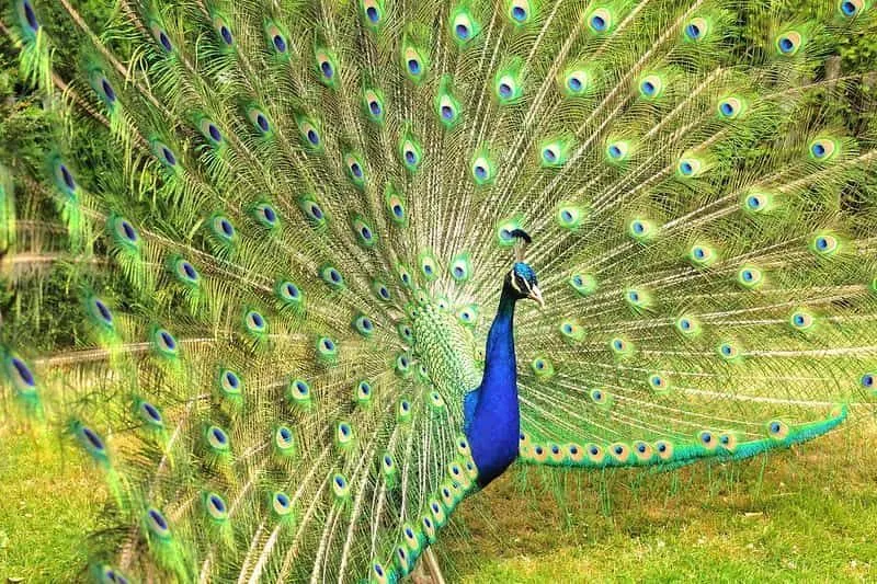Peacock with its feathers fanned out.