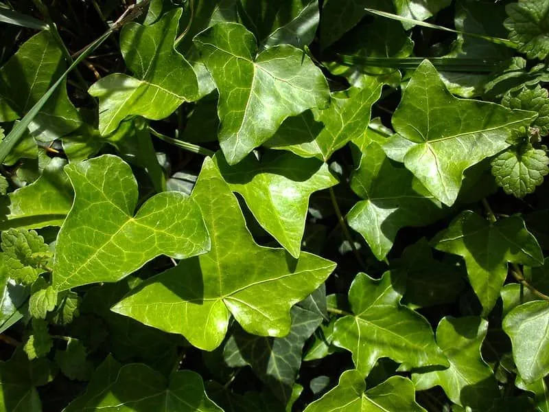 Real ivy leaves with the sunlight reflecting off them.