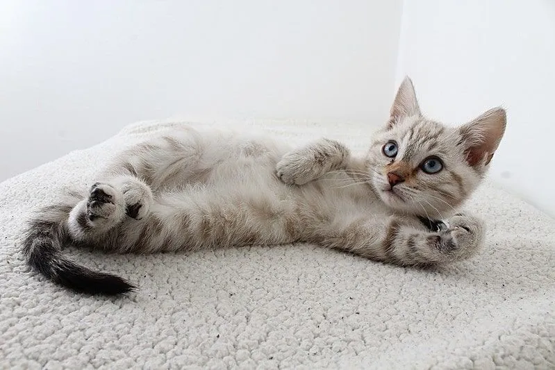 Grey cat with blue eyes lying on its side looking up at a person.