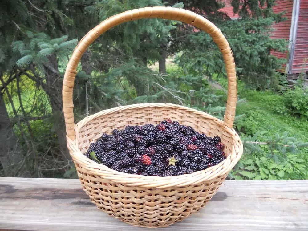 Woven basket filled with wild blackberries placed on a wooden wall outside. 