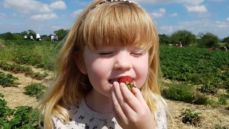 Young girl eating a strawberry, freshly picked from the pick your own farm.