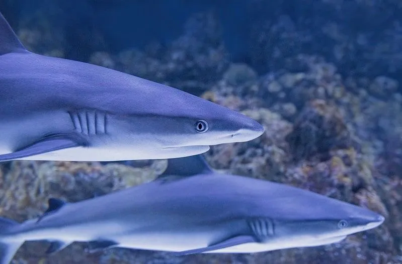 Two greyish blue sharks swimming in the tank at an aquarium.