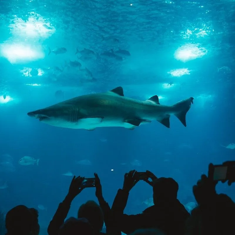 Large shark swimming in the tank in an aquarium above the onlookers' heads.