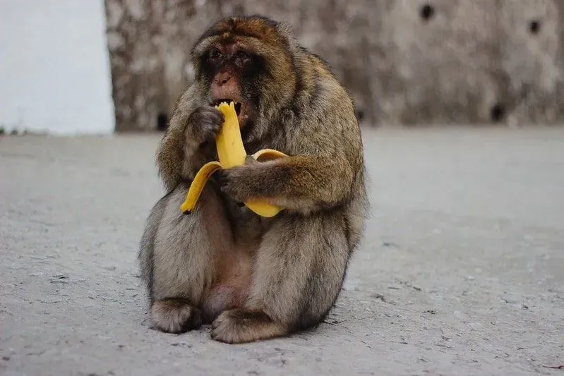 Monkey sat on the ground eating a banana.