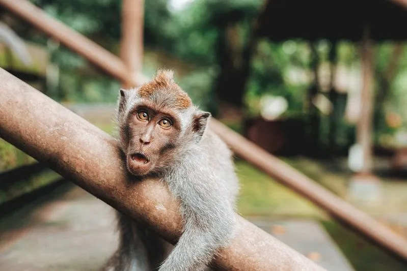 100+ Best Monkey Jokes That Are Ape-solutely Hilarious | Kidadl
