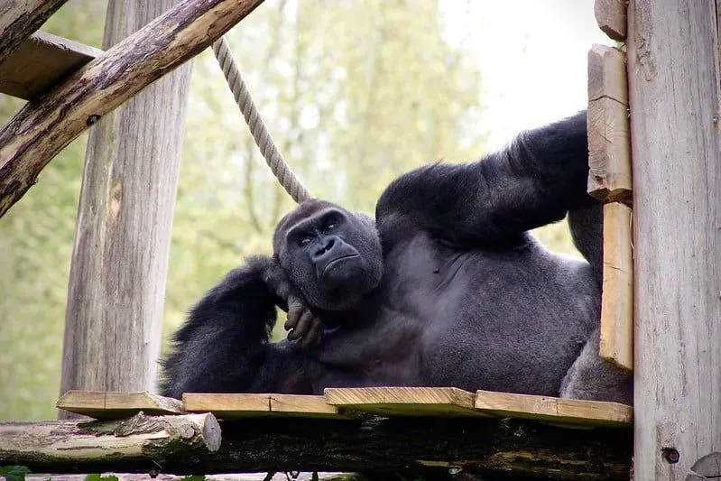 Gorilla lying down on a wooden platform, leaning on its elbow as if posing.