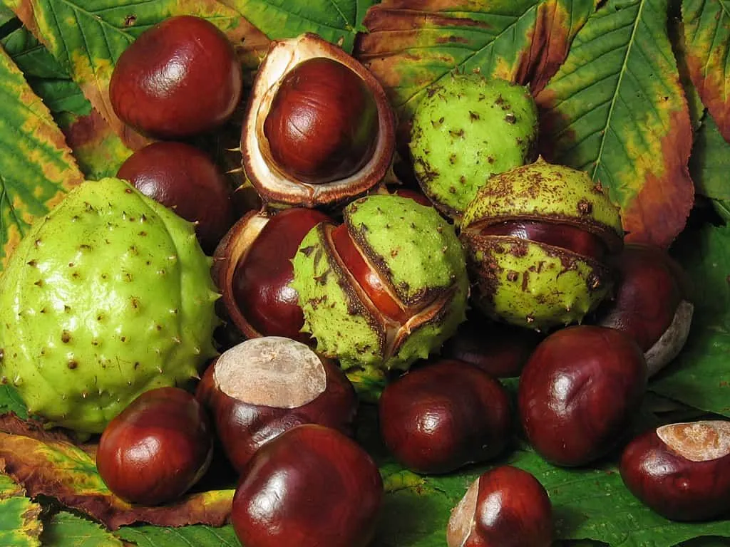 Conkers, some in their shell and some out, on a pile of leaves.