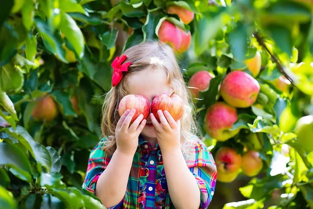 Little girl standing in front o an apple tree holding up two apples to her eyes making a silly face.