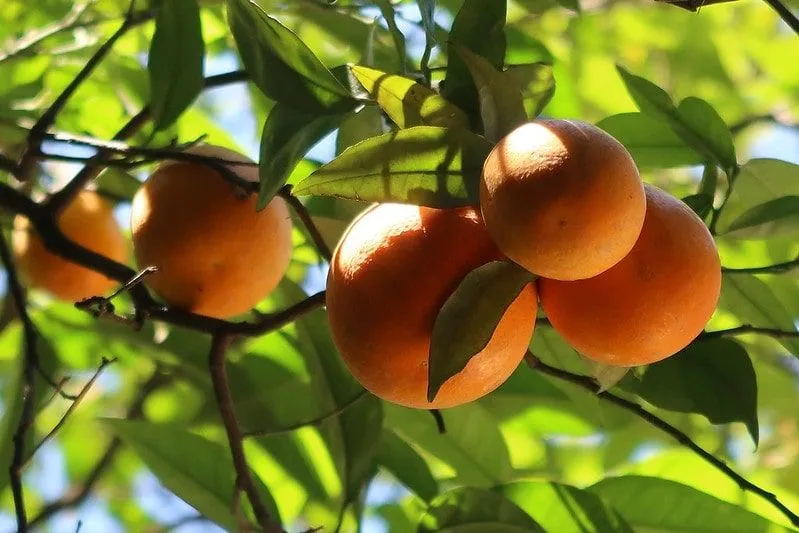 Oranges hanging on the branch of a tree.