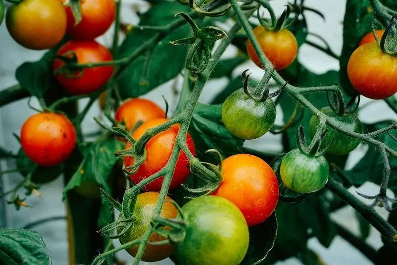 Red and green tomatoes ripening on the vine.