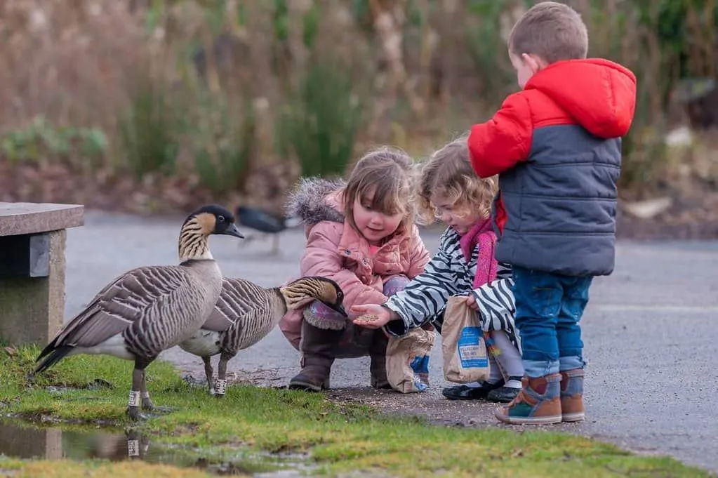 Three little children feeding the ducks at the Wetlands.