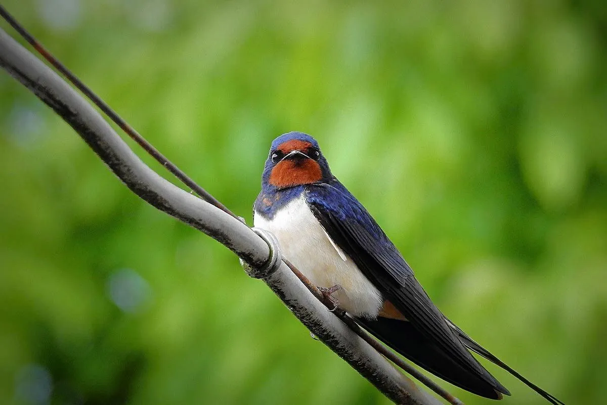 A real swallow perched on a branch in a forest.