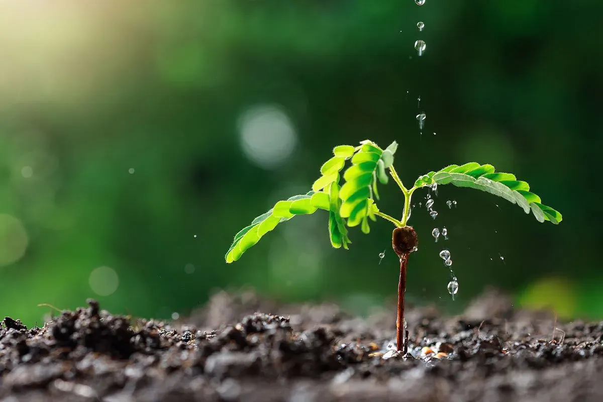 The shoot of a plant growing out of the soil, with droplets of water being poured on it from above.
