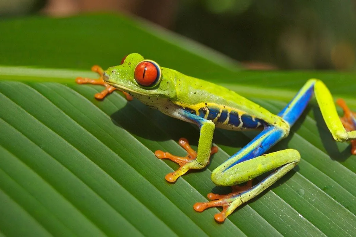 A green and blue frog with red eyes on a leaf.