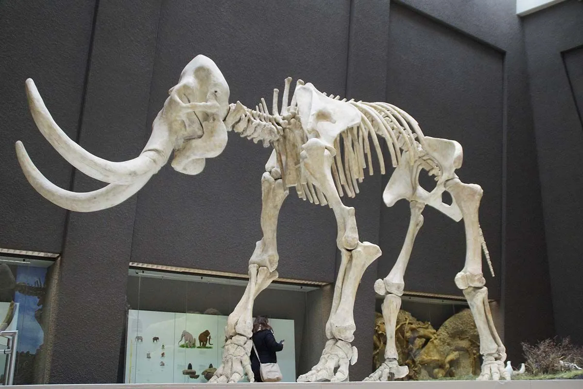 The skeleton of a stone age animal with very long tusks stands in the middle of a room in a museum.