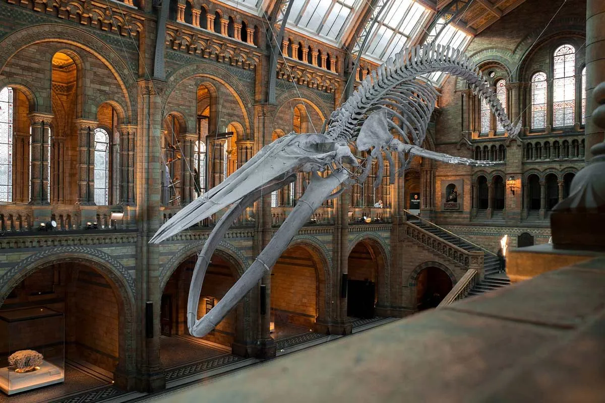 The skeleton of a blue whale stone age animal hanging in the Natural History Museum.