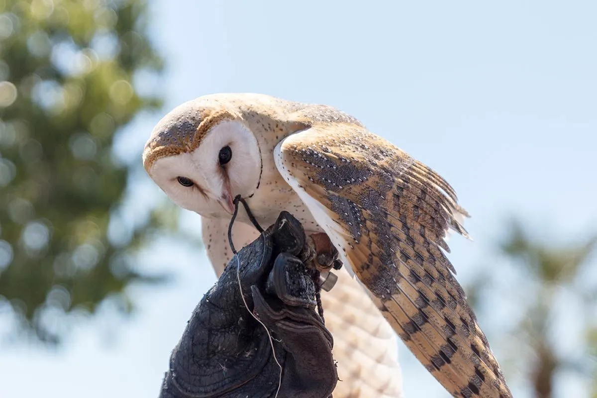 A barn owl sits on top of a gloved hand at a bird of prey centre.