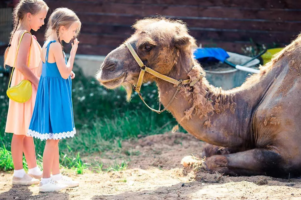 Two girls standing next to a very large camel which is sitting on the ground at the zoo.