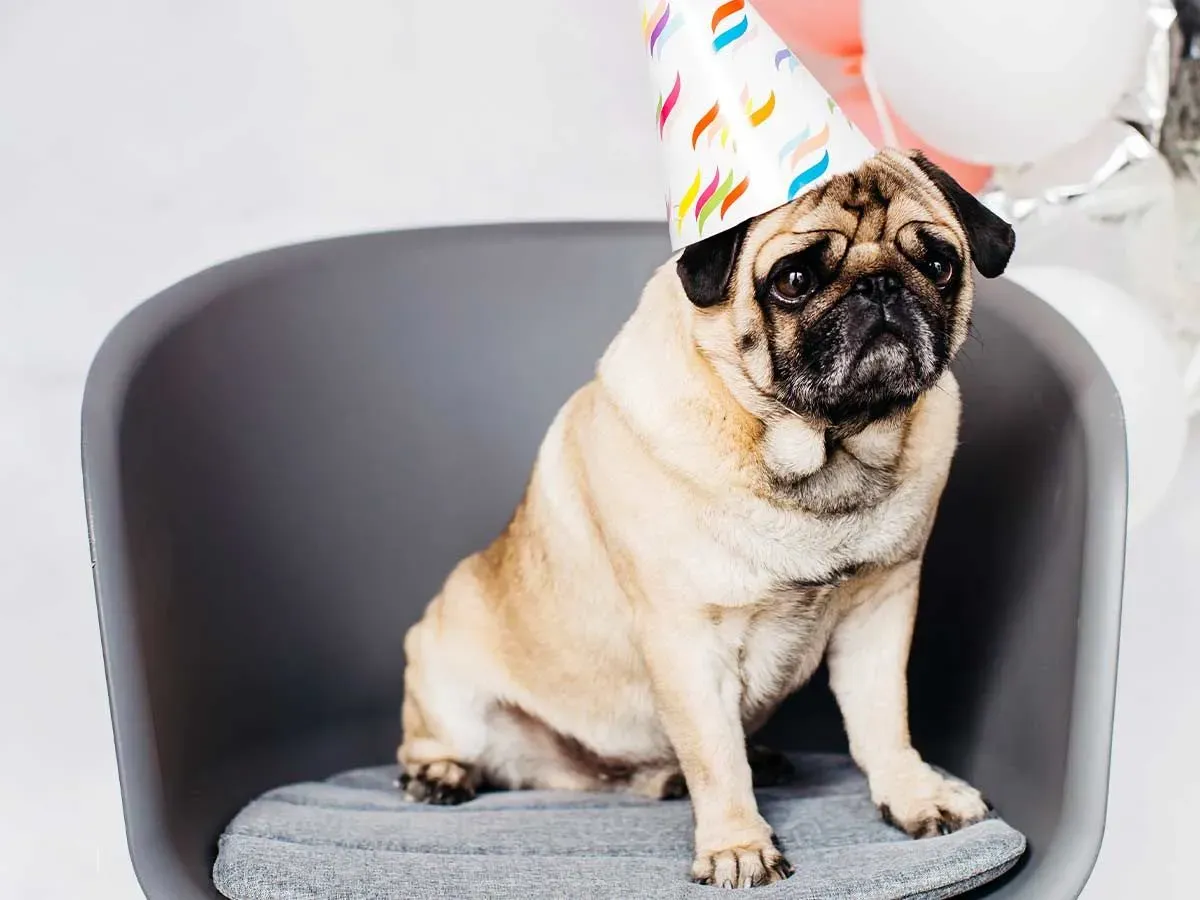 A cute pug wearing a colourful party hat sits in a chair at a birthday party.