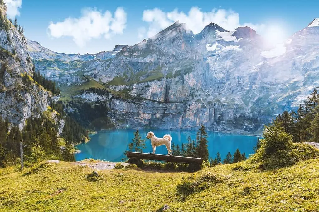 A dog standing on a bench overlooking a lake in front of snow-topped mountains in Switzerland.