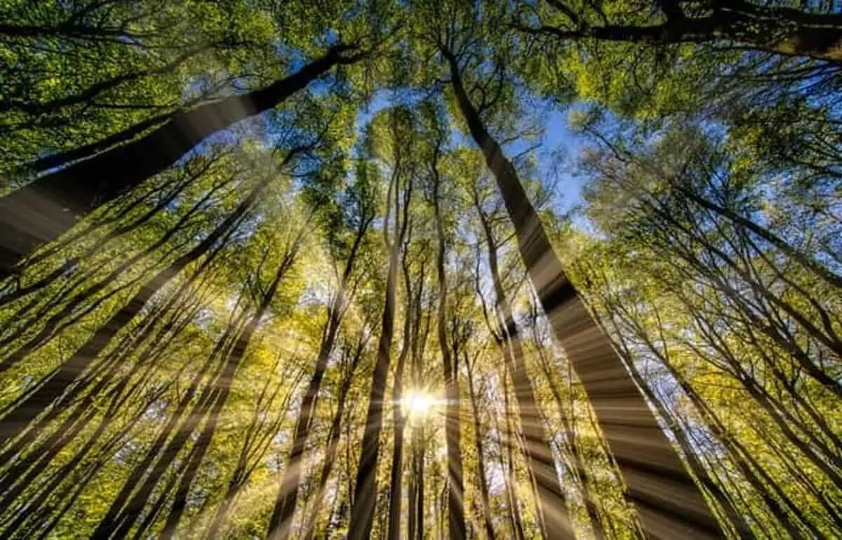 Light rays shining through the trees in a forest.