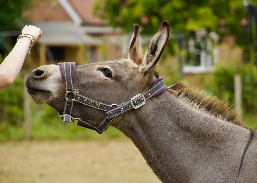 Image of a child's hand feeding a donkey.