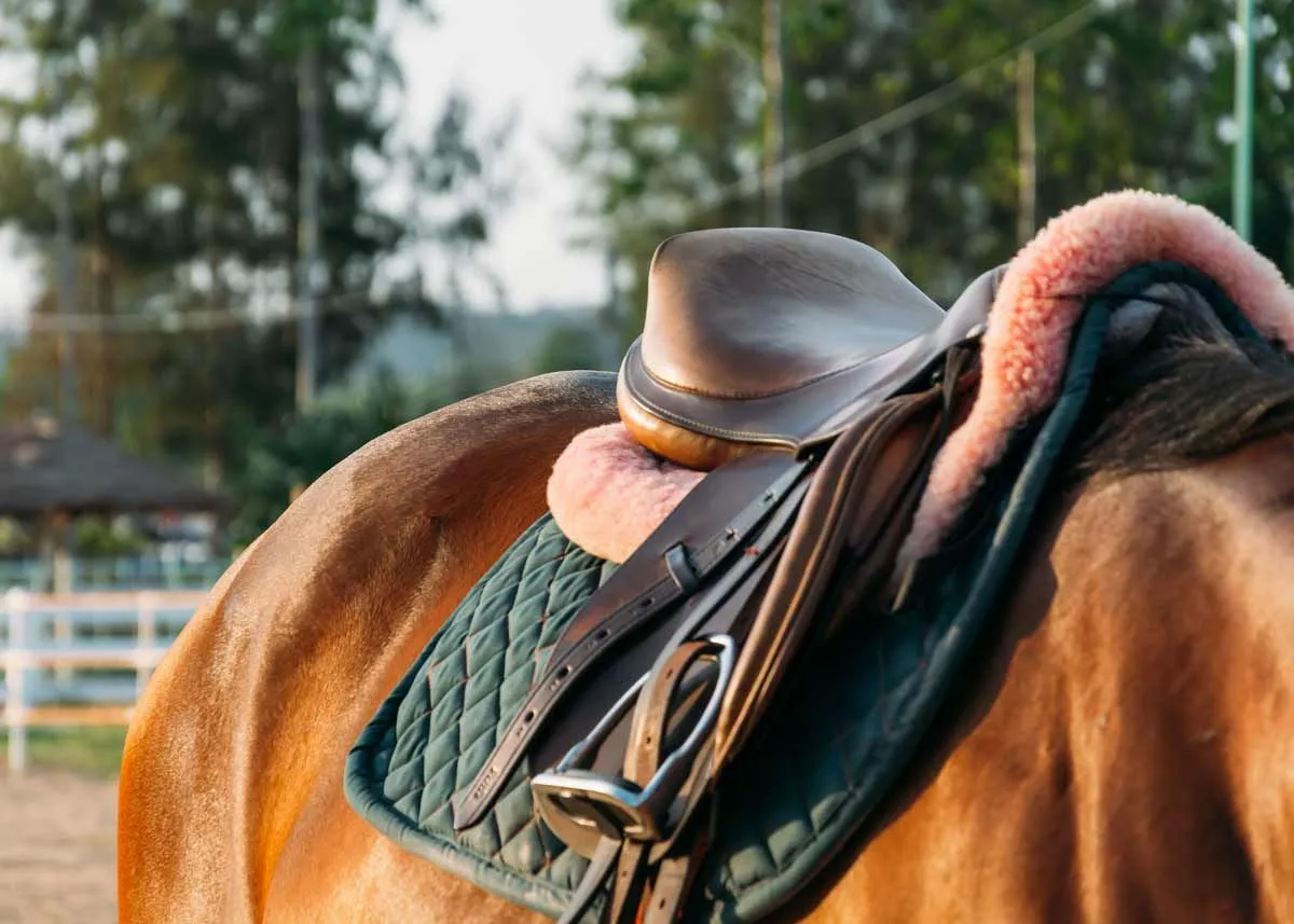 Close up of a horse's saddle on its back.