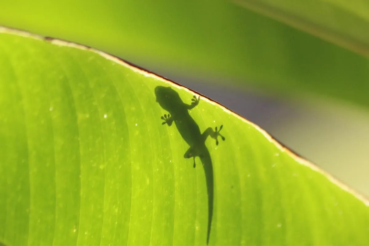 The shadow of a lizard on a bright green leaf in the rainforest.