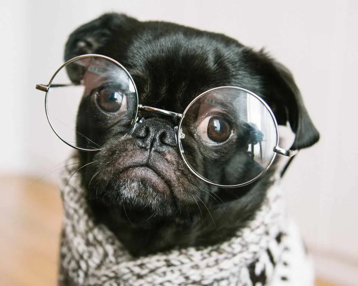 Close up of a pug's face, the pug is wearing glasses and a scarf.