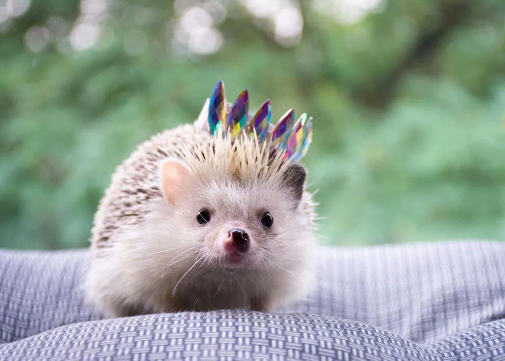A little hedgehog outdoors wearing a tiny crown.
