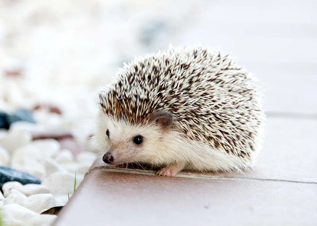A close up image of a tiny prickly hedgehog.