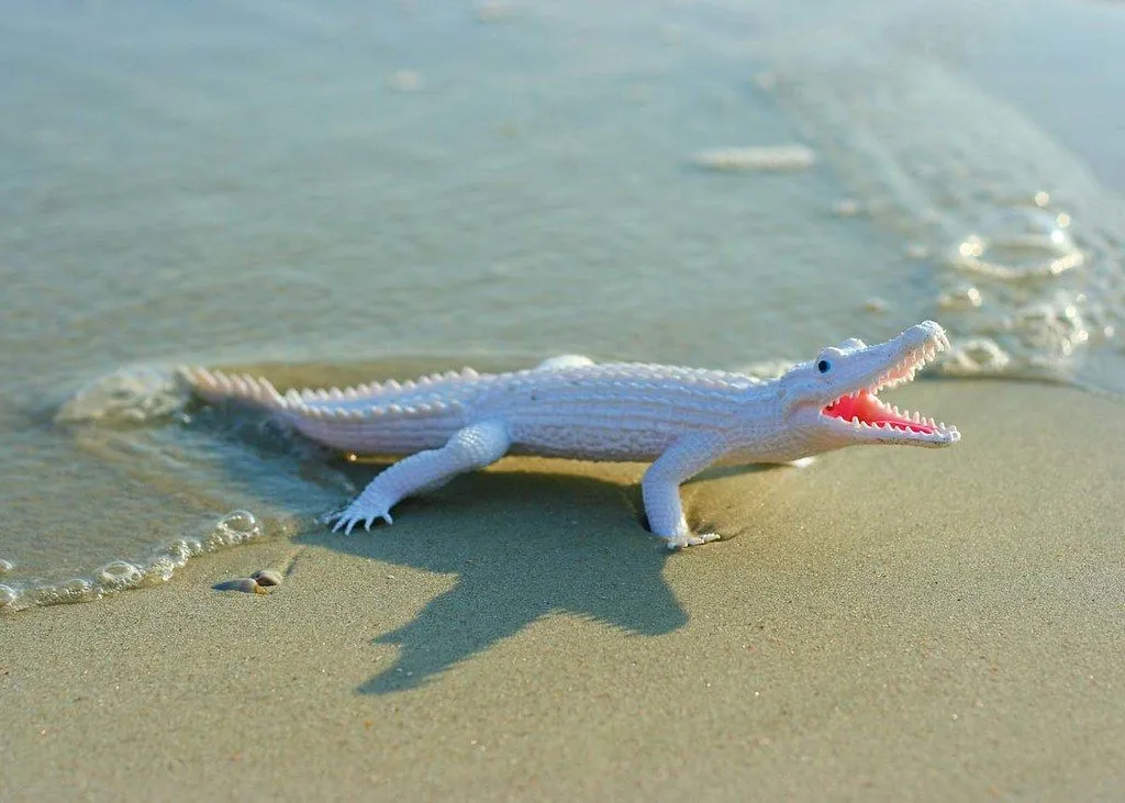 A baby crocodile on the beach.