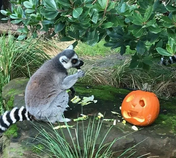 A lemur sat on a stone outdoors next to a pumpkin with a face carved into it.