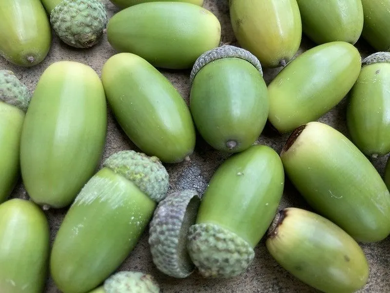 Lots of green acorns.