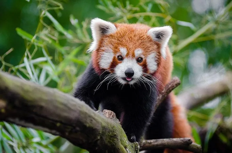 A red panda walking on the branch of the tree