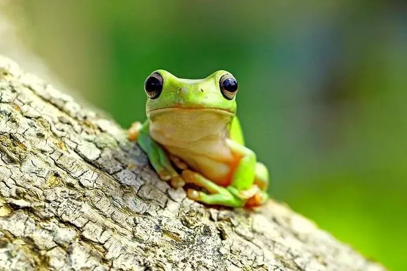There are so many funny and unique frog names to choose from.